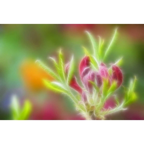 Abstract close-up of azalea buds